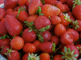 Strawberries for making strawberry jam