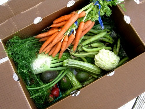 Summer CSA vegetables
