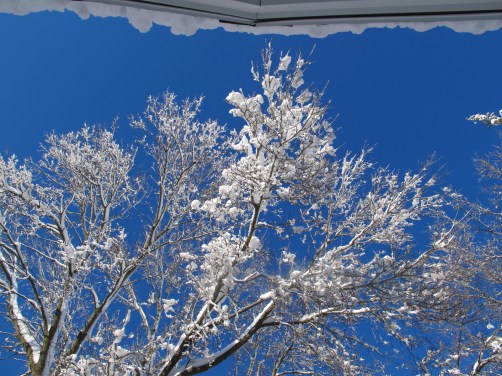 Snow-covered trees in Wisconsin