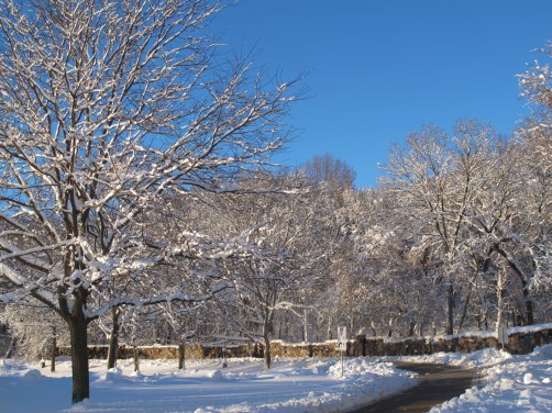 Snow-covered trees in Wisconsin