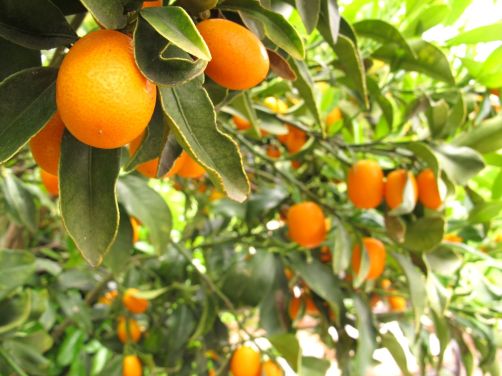 Kumquat tree