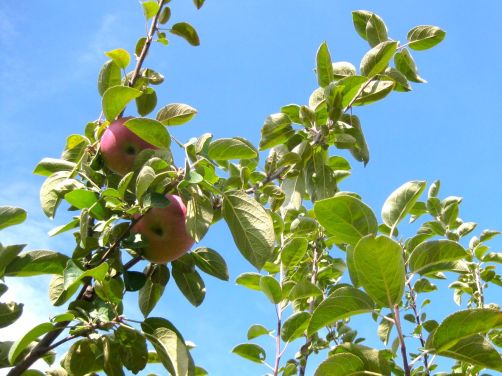 Picking McIntosh and Cortland apples in Wisconsin
